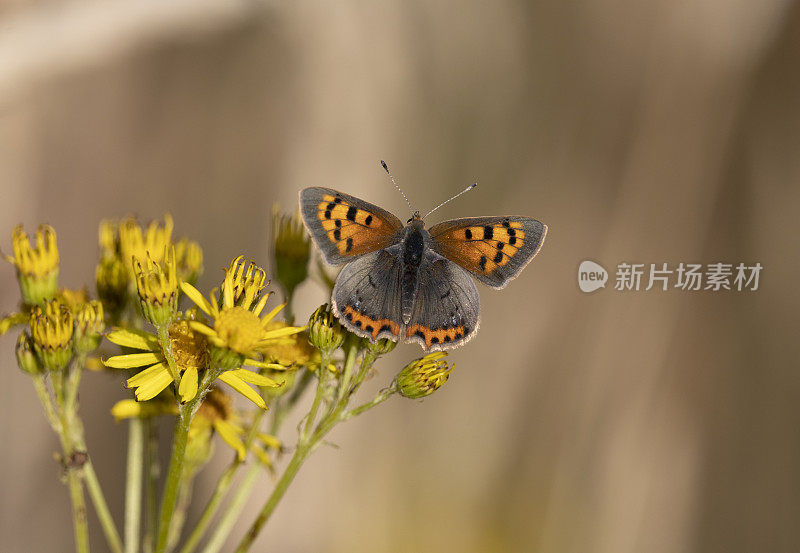 小铜蝴蝶Lycaena phlaeas